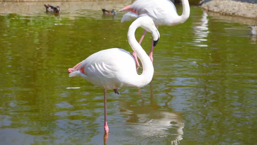 nb 15 flamingo