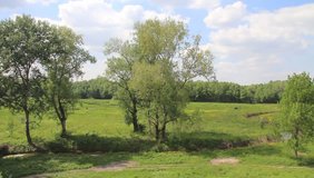 grass meadow with trees near a lake 