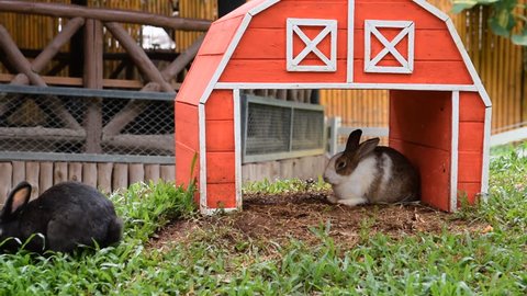 Wooden Rabbits House with rabbits