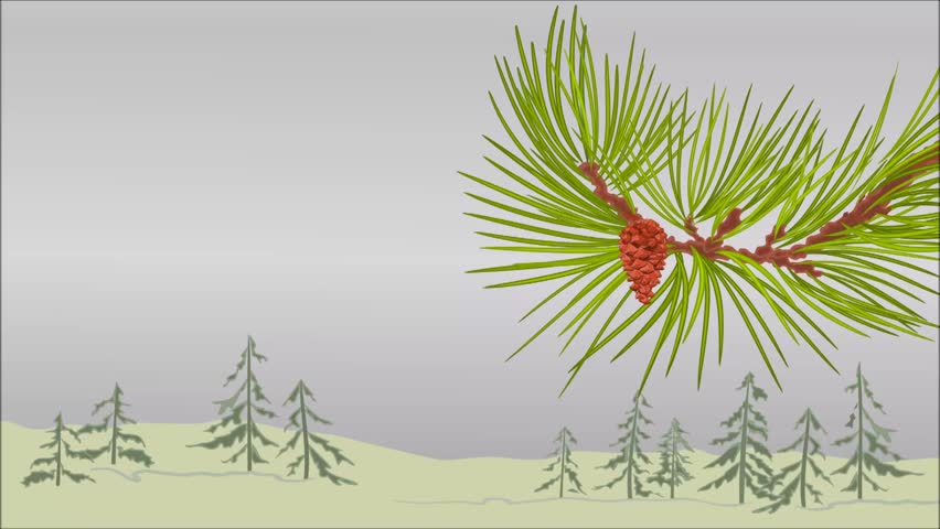 Animation of illustration seamless loop winter branch Christmas tree  with snow Pine branch whit pine cone vector video