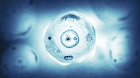 Stages of mitosis. Biology background. Blue.The mother cell reproduce by duplicating its contents and dividing into two new cells called daughter cells. More options in my portfolio