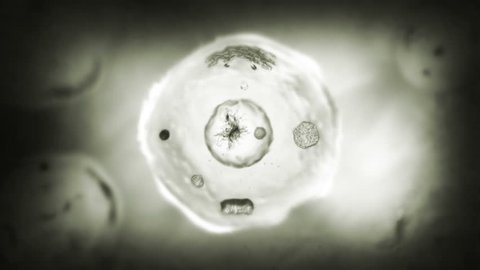 Stages of mitosis. Loopable. Biology background. Black and white. The mother cell reproduce by duplicating its contents and dividing into two new cells called daughter cells.
