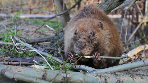 Beaver Eating Branch