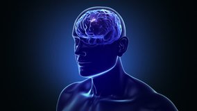 Human head and brain with neurons flashing. Electric impulses. Biology. Loopable. Dolly in from a 3D human head to a brain with neurons during synapse. More options in my portfolio. - Powered by Shutterstock - Get 15% off with code: PIKWIZARD15