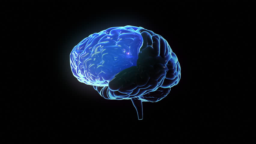 Brain 23. Мозг футаж.