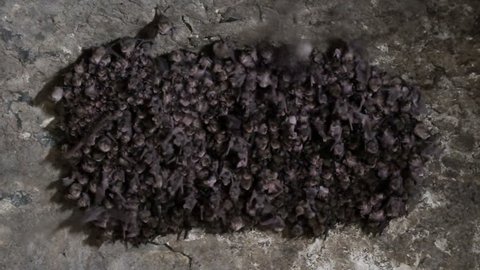 Group of bats hang on a wall in the  dark cave