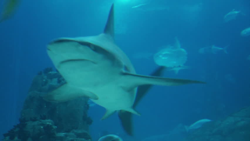 Flock Of Blacktip Reef Sharks, Carcharhinus Melanopterus, Animals, Are Floating circularly in Aquarium, indoors, Oceanarium,