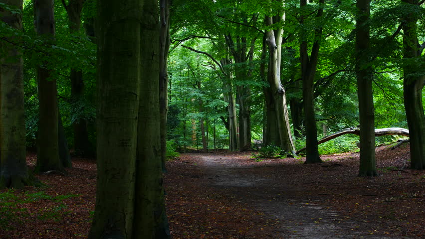 Sliding view in a green forest with a path during a rainy day.