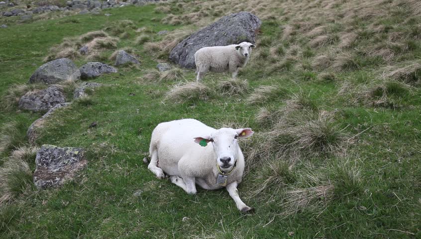 Sheep rest on the grass after a long day in the green fields. Pasture is plenty in the Summer and Spring.