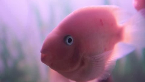 in the aquarium swim tropical pink fish