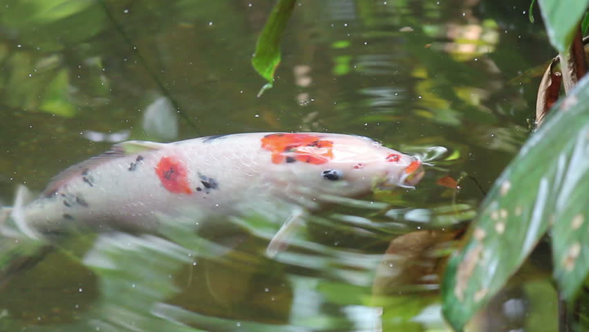 Japanese Koi Karp fish swimming in the pool and catching foot.