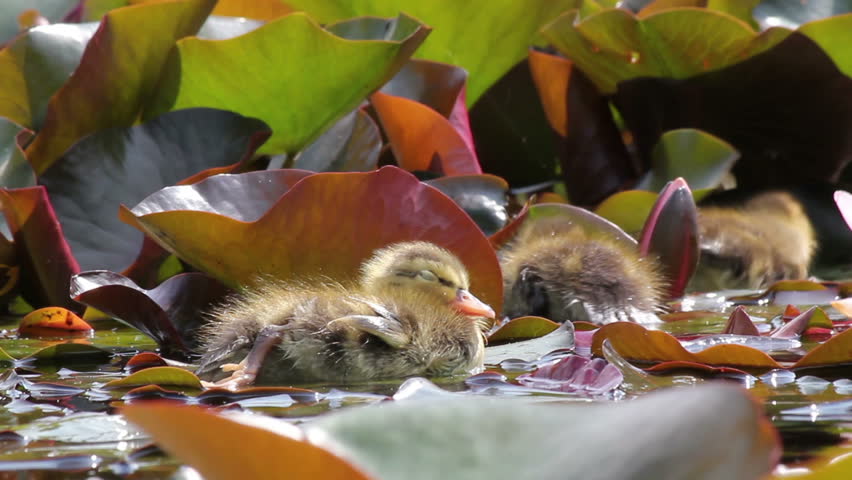 Young chick relaxing in the pond.