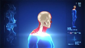 Detailed human body turning. Skeleton. Loopable. Red/white. Blue background. Highly detailed close up of a human body and skeleton. MRI images and Heart rate data also included. - Powered by Shutterstock - Get 15% off with code: PIKWIZARD15