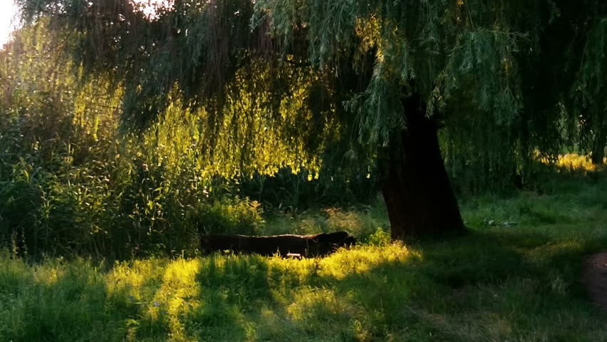 tree in rays of evening sun at summer
