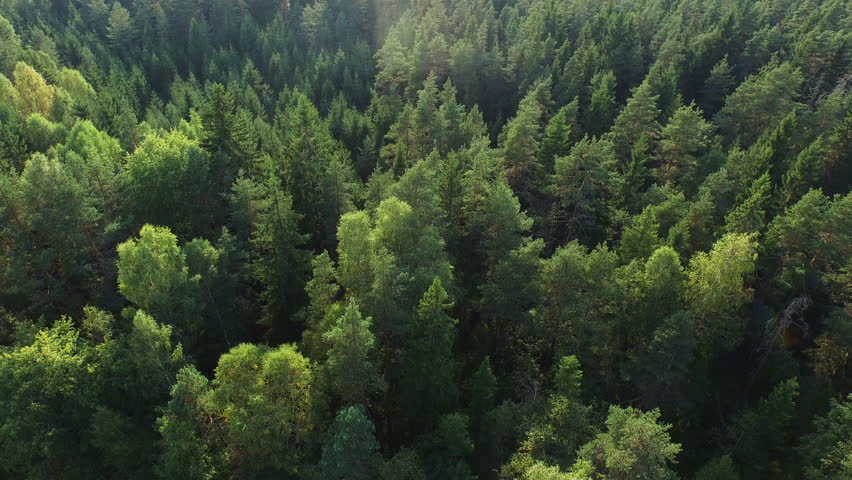 Aerial drone shot over the north european forest. Shot in 4K (UHD).