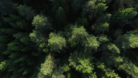 Aerial drone shot over the north european forest. Shot in 4K (UHD).