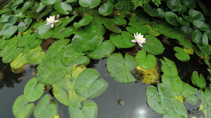 Pond with fish and water lilies on it in botanical park Batumi, Georgia