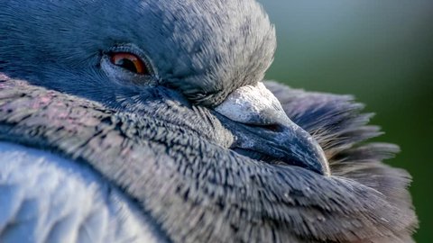 Extreme closeup of beautiful pigeon with feathers