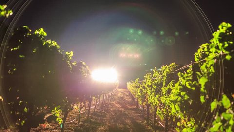 Vineyard during harvest at night with stars and milky way in background. 4K UHD timelapse.
