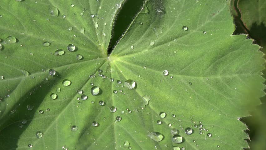 Water drop on plant leaf 