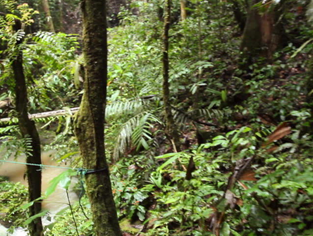 Crossing a bridge over an amazonian stream, Ecuador