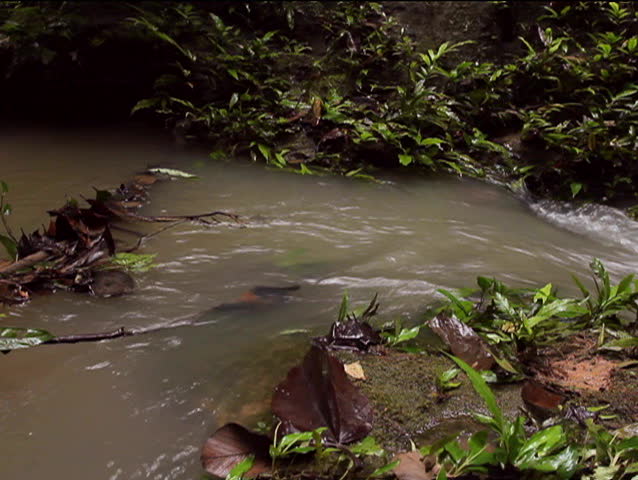 Small Amazonian waterfall, Ecuador