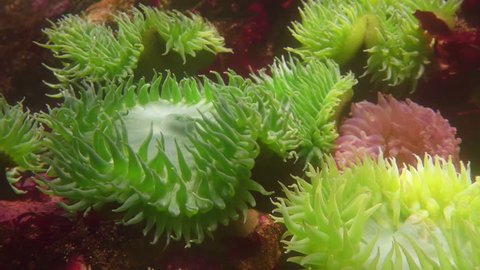Sea Anemone Green Dappled Light Water