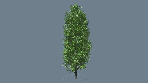 Cypress Oak Chromakey Green Tree Chroma Key Alfa, Alfa Channel ,Thin Tall Tree Swaying at the Wind Sun Rays, Fluttering Branches, Leaves, breeze, outdoors, studio, sunny day, spring, summer