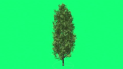 Cypress Oak Chromakey Green Tree Chroma Key Alfa Green Background ,Thin Tall Tree Swaying at the Wind Sun Rays, Fluttering Branches, Leaves, breeze, outdoors, studio, sunny day, spring, summer