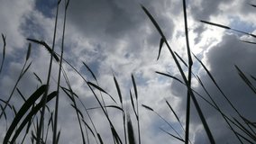 Undergrowth slow moving on the wind with blue sky and clouds slow-mo 1080p FullHD footage - Green grass shrub on the wind in slow motion with flares 1920X1080 HD video