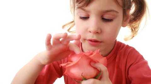 nice little girl touches petals beautiful pink rose in hand and raises it up on white background, closeup Stock Video