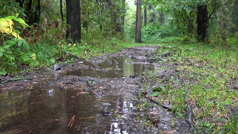 Heavy rain in a puddle on a forest path.