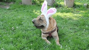 sharpei dog wearing rabbit ears