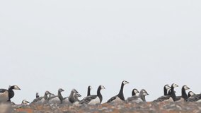 Barnacle goose (claik, Branta leucopsis) with Chicks pass with string in front of camera, public raising of children. Vaygach island, Kara sea. Wind noise