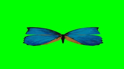 Blu Butterfly Flies Green Screen Stock Footage Video 100 Royalty Free 26822674 Shutterstock