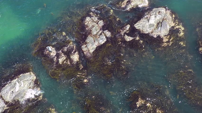 airview seal on stones at the ocean