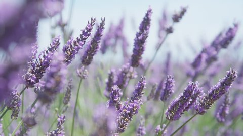 CLOSE UP: Beautiful blooming lavender flowers swaying in the wind
