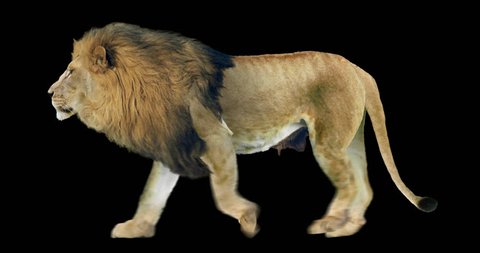 Isolated lion cyclical walking. Can be used as a silhouette.