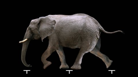 Isolated elephant cyclical running. Can be used as a silhouette.