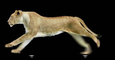 Isolated lioness cyclical running. Can be used as a silhouette.