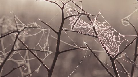 early morning cobwebs