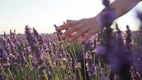 SLOW MOTION CLOSE UP: Hand touching purple flowers in beautiful lavender field at golden sunset