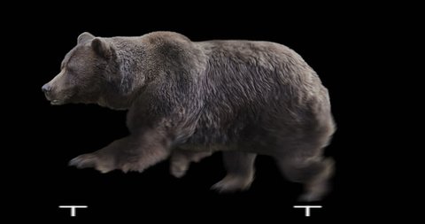 Isolated Brown Grizzly Bear cyclical running. Can be used in real coloring, and as a silhouette.