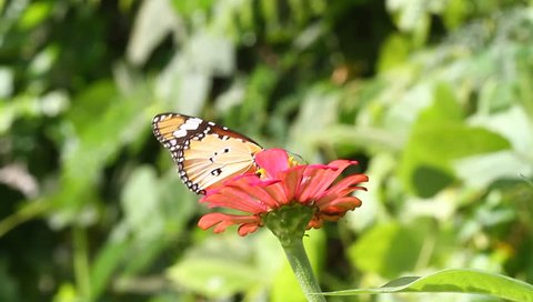 Monarch butterfly on zinnia flower