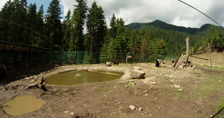brown bears walk on metal fence enclosed area, the pool water flows overall plan
in the mountainous European forests in a special reserve, is light rain, shot closeup,  interviews with the bear