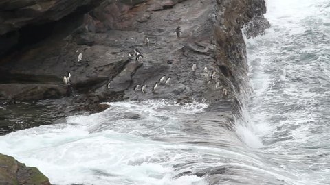 Rockhopper penguin
Rockhopper penguin jumps from a cliff into the ocean 
