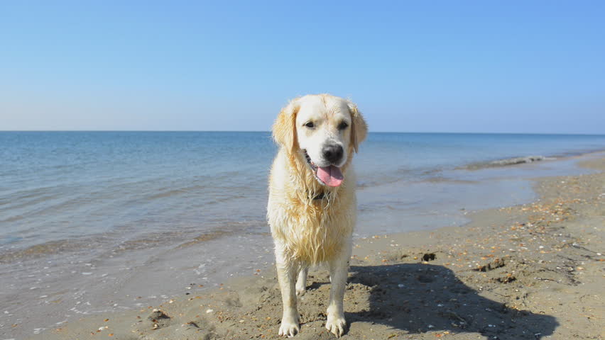 Dog is Playing with Water Stock Footage Video (100% Royalty-free ...