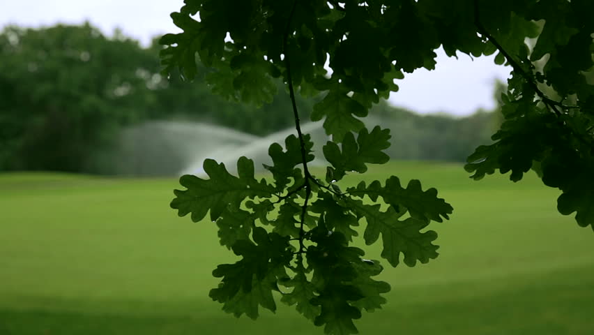 An oak tree leaf in the forefront and sprinklers at work in the background. A vibrantly green colored park scene. Close up.  Royalty-Free Stock Footage #11810258