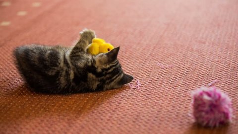 Two baby cats with own toys.One cat jump from yellow duck toy to tassel and another baby kitten come to check the duck.