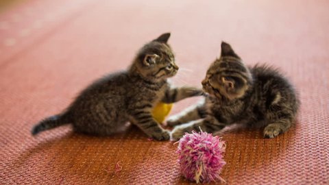 Cute baby cats fight over a toy.Two adorable little kittens argue over a yellow duck plush toy, they end up in a cute playful fight.